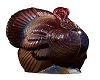 Thanksgiving Turkey Coco