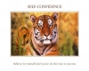Tiger-Self-confidence