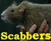 !!!Scabbers !