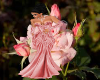 LadyK Fancie Carnation