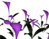 Callas Purple