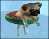 Pug On Pool Float