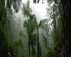 rain forest