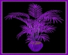 Purple Potted Palm