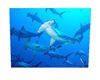 Hammerhead Sharks