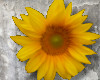 💀 Sunflowers |Anim|