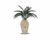 large palm plant