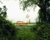 Horse In The Mist