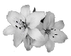  small white lily