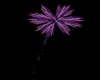 Fireworks Purple