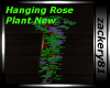 Hanging Rose Plant New