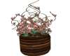 SE-Coral Flower Plant