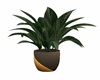 Sm Table Plant