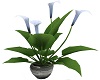Potted Lily Plant