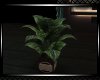 *Always Plant 4