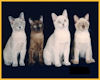 Framed Siamese Kittens