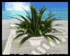 Island Romance Plant 2