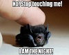 Cute Bat Pic