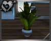 *Lagoon Planter