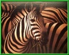 JMR Zebra Herd