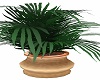 Bronze Potted Dome Palm