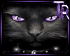 TR*Black Cat Bar