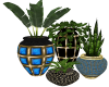 Gold Planters 2