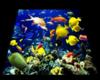 tropical fish rug