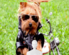 Dog motorcycle bg