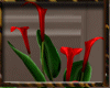 AXL Indoor Red Lilyplant