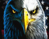 USA Bald Eagle+Tats