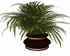 potted palm