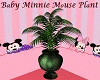 Baby Minnie Mouse Plant