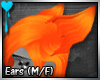 D~Complex Cat: Orange