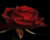 Roses Red Night Club