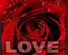 Love & Red Roses Pic