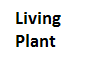 Living plant