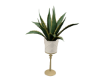 Indoor House Plant