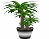 Steel Potted Yucca 2