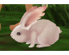 company rabbit