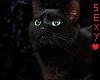 sexy black cat stiker 1