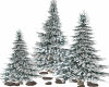 Snow Fir Trees