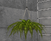 Hanging Plant Fern