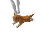 Cute Dog