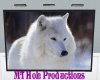 Arctic Wolf Portrait