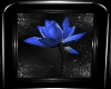 BLUE LOTUS FLOWER PICTUR