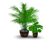 Green House Plant 4