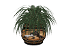 Native Potted Plant 2