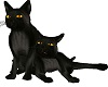 TWIN BLACK CATS