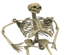  Skeletons